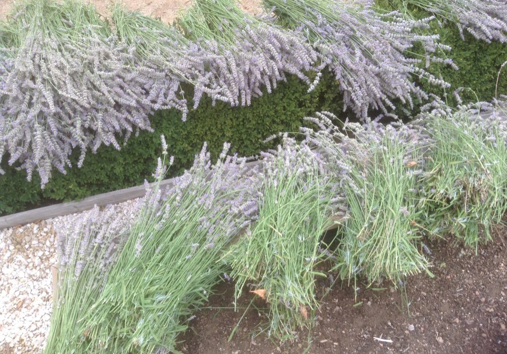 Lavender drying